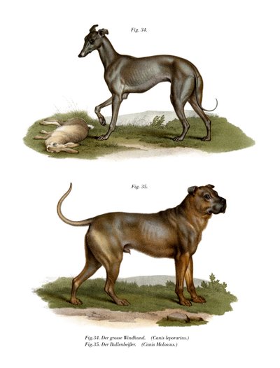 Greyhound, 1860 av German School